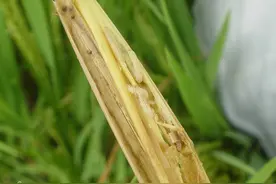 【明辨】“专家”指导严禁秸秆焚烧的后果逐渐呈现图片