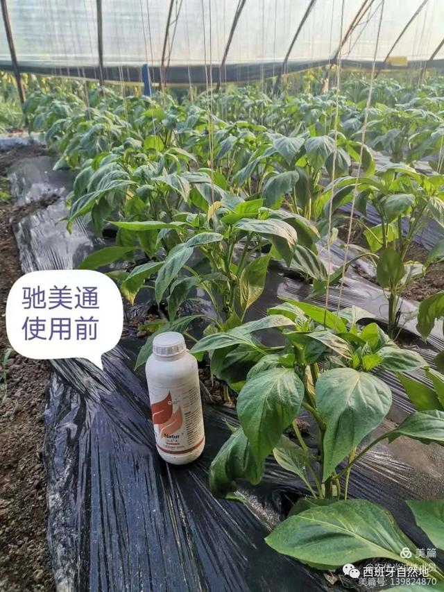 挖掘植物内在的潜能