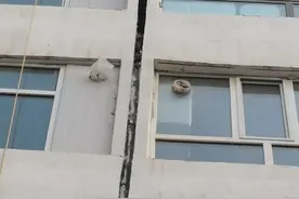 蝙蝠在临河一住宅楼里“安家”，居民很“头疼”图片