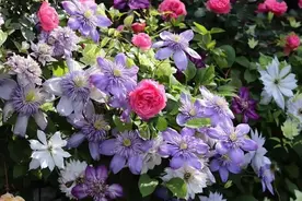 铁线莲全方位养护！从春到冬，一年四季的养护重点都给你整理好了图片