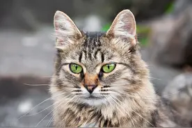 震惊！猫咪竟然会说人话，专家说其实原因很简单图片