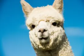 羊驼为什么叫草泥马 为什么见了羊驼要躲远图片