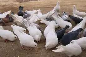 鸽子毛滴虫的防与治图片