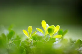 阴虚津亏，口干舌燥，两味中药，生津滋阴，让你体内不干燥图片