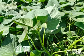 什么红薯品种好吃又高产？怎样选择？图片