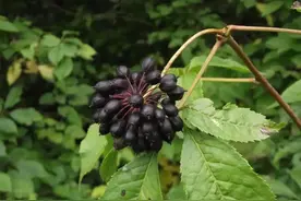 万物有灵 | 灵参浑身都是宝——刺五加图片