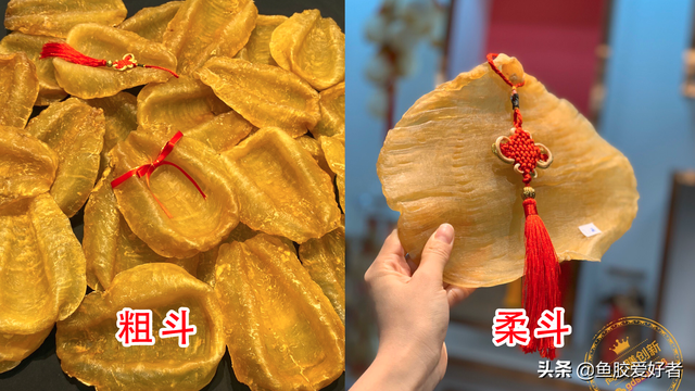 老斗湖鱼胶是什么鱼 2026年斗湖鱼胶是什么鱼的螵