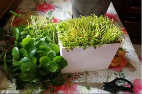 五一前，给花草“剃个头”，剃完长得快，比施肥效果还好图片