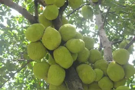 菠萝蜜好吃又上头，尤其适合高血压人群，钾含量比香蕉的还要高图片