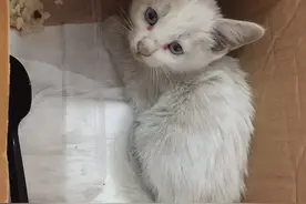 老一辈总说：不要捡猫回家养，这到底是为什么呢？图片