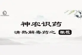 《神农识药》清热解毒药之橄榄图片