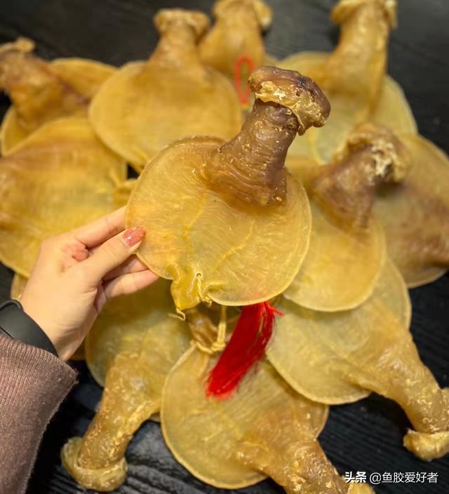 鳘鱼胶跟鳕鱼胶哪个好 鳕鱼胶大小区别