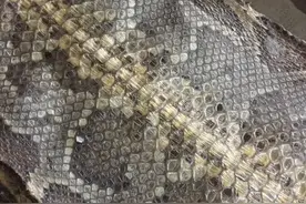 科普！马来西亚发现16.7米巨蟒，巨蟒吃什么？种群现状如何？图片