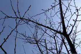 故事：一天深夜，中年男人回家，发现树林边坐着一个妙龄女子图片