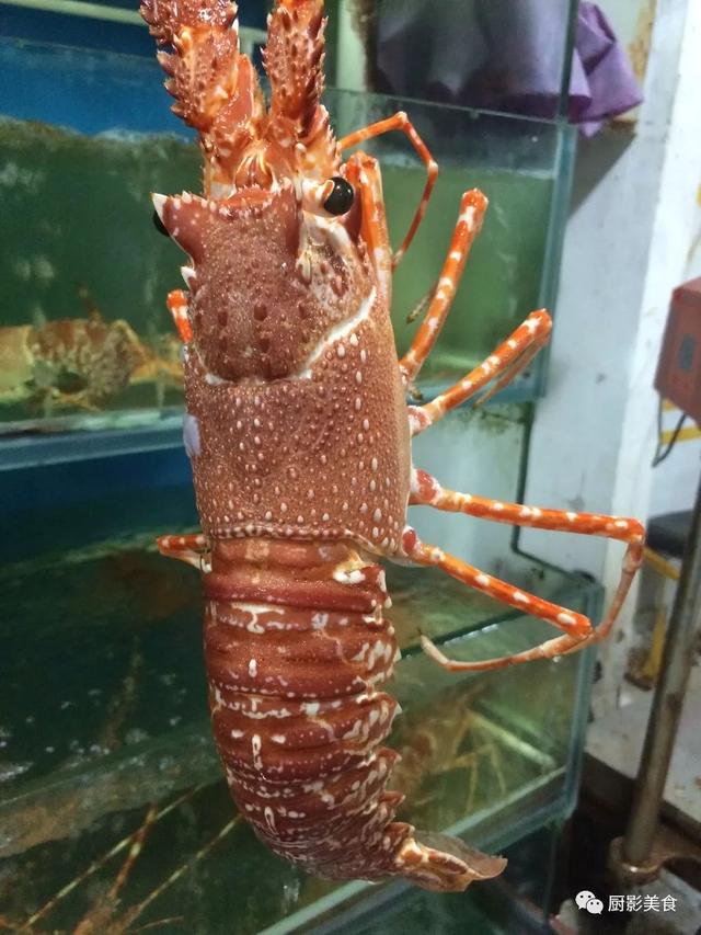 什么海鲜胶原蛋白最多 2025年海鲜含有胶原蛋白吗