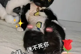 猫能听懂人类的语言并做出回应吗？图片