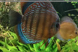 有关七彩神仙鱼的干货经验心得分享（建议收藏）图片