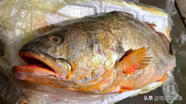 最贵的鱼鳔是什么鱼 世界上最贵的鱼鳔