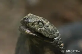 福建张先生被砍掉5分钟的眼镜蛇蛇头咬伤，为什么蛇头还会攻击人图片