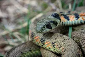 在野外遇到蛇，不要惊慌，学会这8招，轻松应对！图片