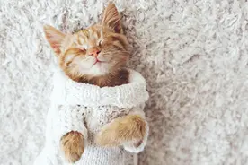 你真的适合养猫吗？图片
