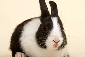 兔子盛宴——带你认清宠物兔的种类图片