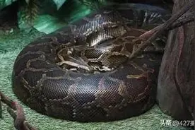 “大蛇成蟒、大蟒成蚺、大蚺成蛟、大蛟成龙”，这是真的吗？图片