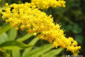 “喜羊羊”立大功！上海多地曾出现过的“恶魔之花”，这回遇上对手了图片