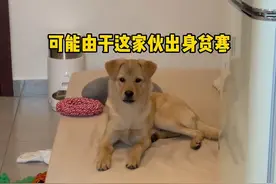 女子晒中华田园犬有多省钱，从不拆家从不浪费食物，简直不要太乖图片