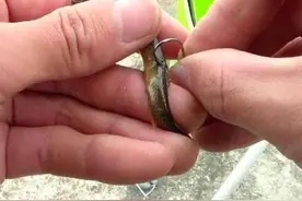 “泥鳅钓鱼”危害有多大，号称能三天钓空一座水库，真有这么厉害图片