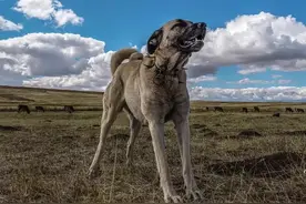 在相同体重条件下，狗能打败野狼吗？看完才知道狗有多厉害图片