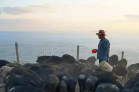 养鸡还是养猪好，我来告诉你答案图片