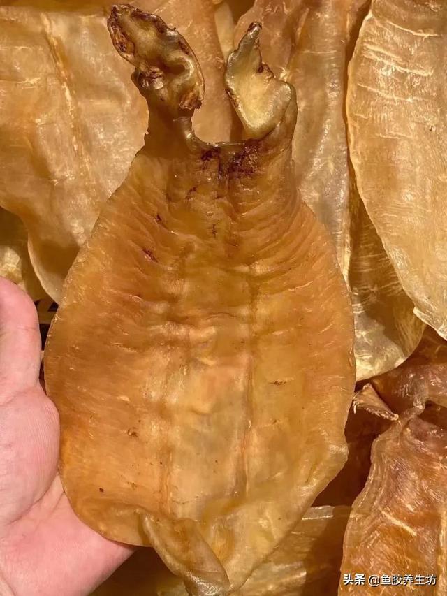人工合成花胶 人工合成花胶可以吃吗