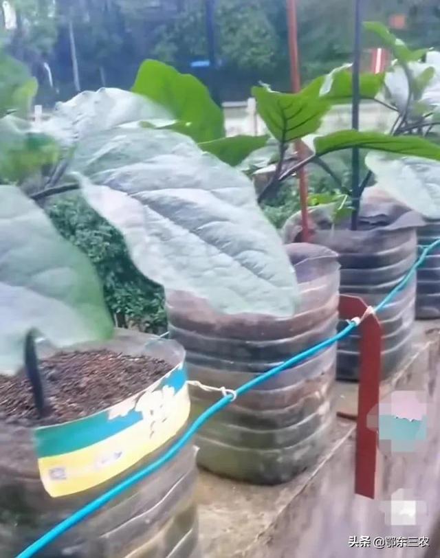 农村人在城市阳台上种菜，可自制3种液体肥料，肥效非常明显