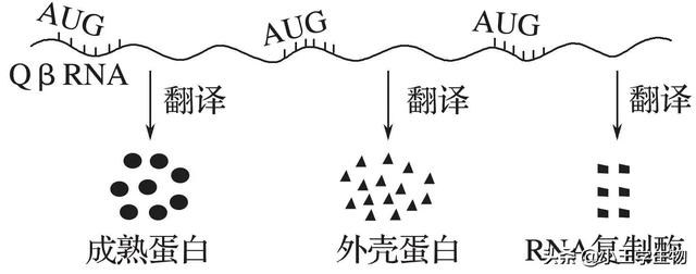 高中生物易错题NO.17基因的表达