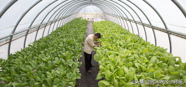 花卉苗木、瓜果蔬菜长不好，不妨给它用点氨基酸