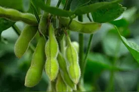大豆如何种植？六句俗语，说透大豆高产的全过程图片