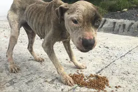 极度营养不良的流浪狗，被救助后模样大变，并找到了一个永远的家图片