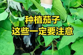 茄子的“死对头”！这5种蔬菜不能和茄子挨着种，老农都懂的秘密图片