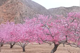 人间四月芳菲尽 山寺桃花始盛开图片