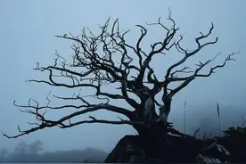 俗语“坟前不种三，床前不留四”，啥意思？老祖宗的话靠谱吗图片