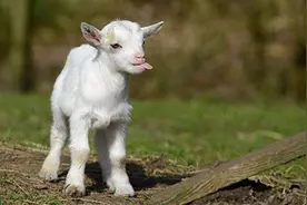 羊晚上为什么不睡觉一直站着不动？羊站着不休息怎么回事？图片