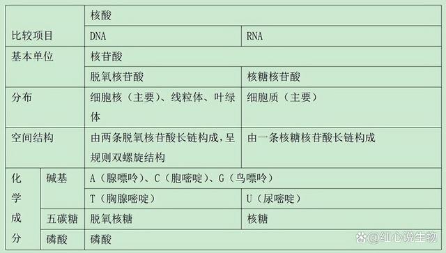 高中生物-基因的本质与表达