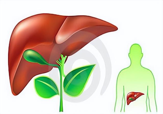 肝的作用，你知道吗？
