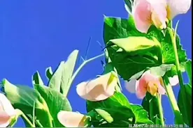 壁纸美图，花的世界，花的海洋图片