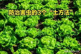 白菜生虫子，喷点家里不起眼的小东西，效果比用药还好图片