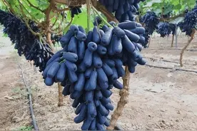 家里有院子的，此树要种2棵，好吃又好看，关键打理方便图片