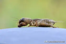 蝼蛄俗称土狗子，是一味利水消肿良药：上治头面肿，下利尿通石淋图片