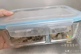 把鹌鹑蛋放进饭盒摇一摇，真实用，解决了很多人的难题，你不学吗图片