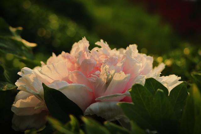 花开富贵指的是什么？